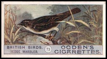 73 Sedge Warbler